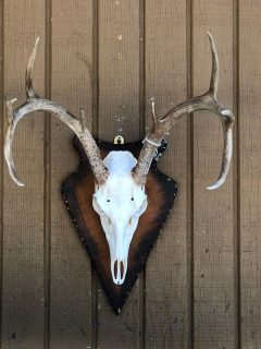 Eruo Mount Rabbit European Mounts